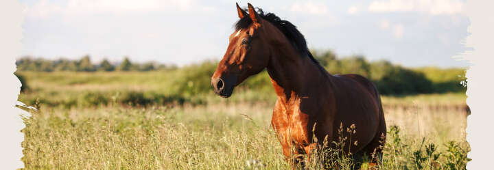 einstiegsbanner pferd pferdefutter mash derby einstiegsbanner pferd pferdefutter mash derby